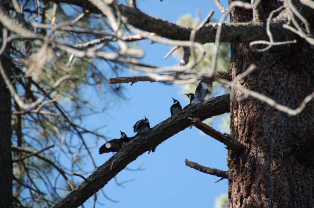 DSC_0120 Woodpeckers in pine tree