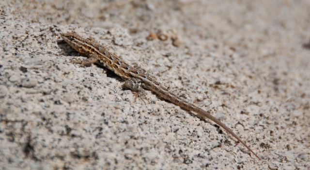 DSC_0126 Lizard, Anza-Borrego