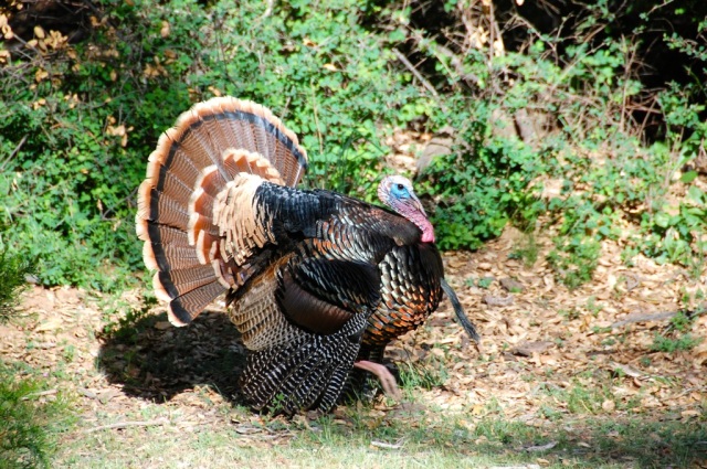 DSC_0134 Courting Rio Grande Turkey